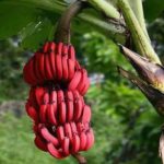 Red-Bananas---Vamsar-Exports