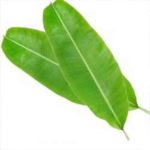 banana-leafs---Vamsar-Exports